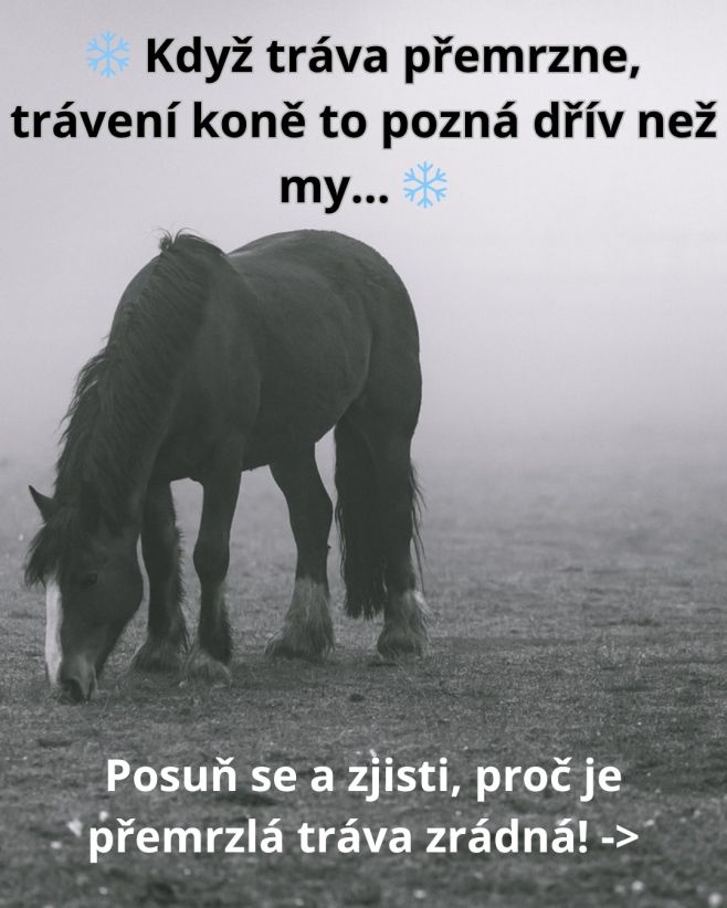 ❄️ Ráno jinovatka, tráva křupe pod nohama... a kůň se s chutí pustí do pastvy. Vypadá to idylicky – ale právě teď začíná...