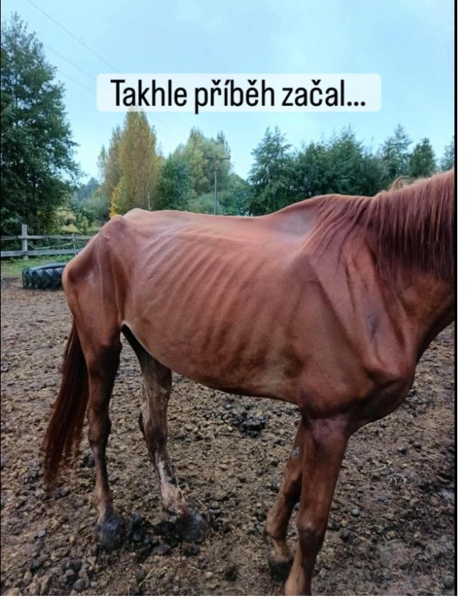 Jsou případy – a není to zdaleka první, se kterým se setkáváme – které nejsou jednoduché. Existují příběhy koní, jež...